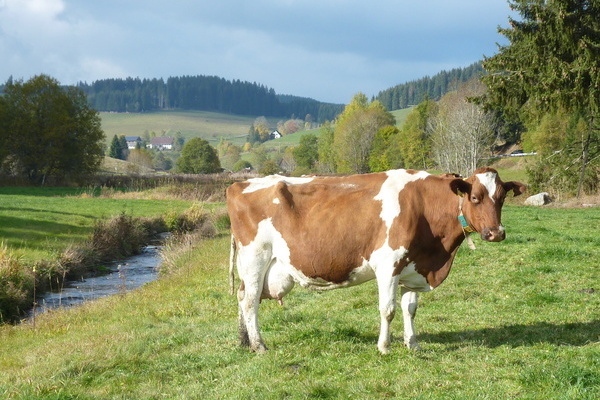 Herbstweide der K�he