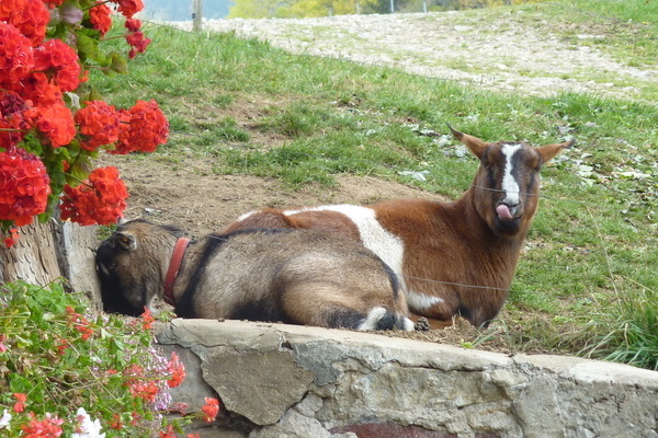 Ziegen auf dem Oberhfenhof