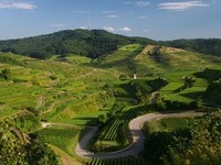  (Bildnachweis: Touristik-Information Vogtsburg i.K. Fotograf: Hans-Peter Ziesmer)