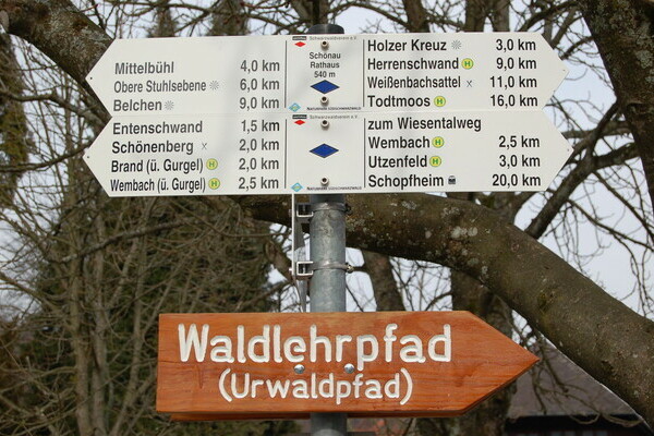 Urwaldpfad