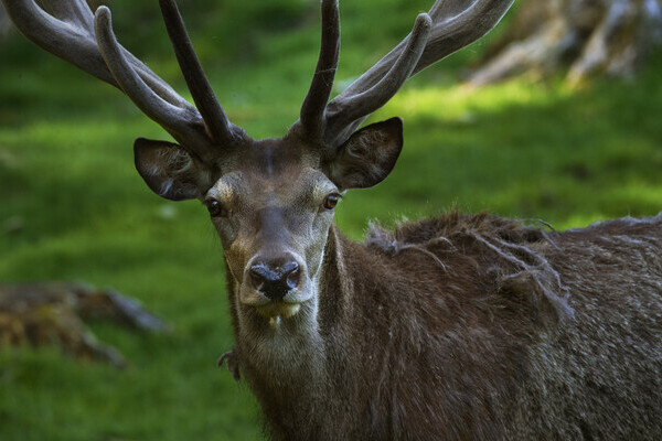 Wildgehege Ailwald Copyright: (Mit freundlicher Genehmigung von Baiersbronn Touristik | &copy; Hardy Mller)