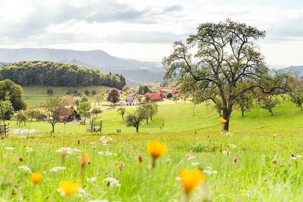 Wiesensteig Bad Peterstal-Griebach Bildnachweis: &copy; Bad Peterstal-Griesbach