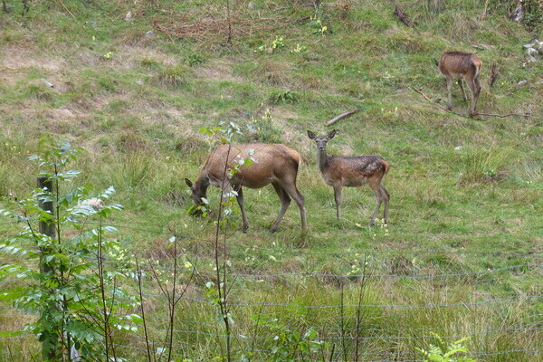 Wildgehege Hinterlangenbach Copyright: (Mit freundlicher Genehmigung von Baiersbronn Touristik)