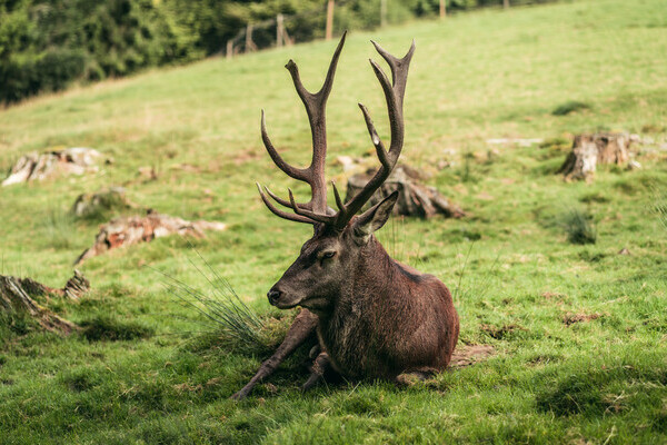 Wildgehege Sankenbach Bildnachweis: Mit freundlicher Genehmigung von Baiersbronn Touristik | &copy; Max Gnter